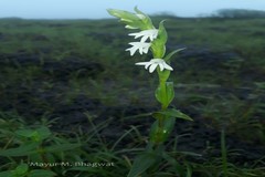 Habenaria heyneana